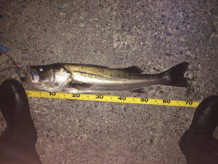 またニーサンでシーバス